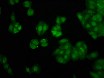Pin4 Polyclonal Antibody - image 4