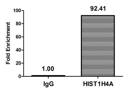 Butyrly-Hist1H4A (K8) Polyclonal Antibody - image 5