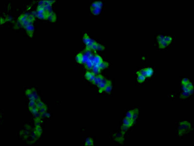 Adam23 Polyclonal Antibody - image 5