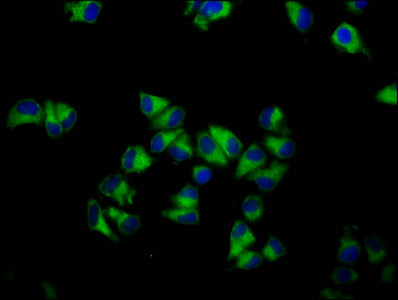 Gna12 Polyclonal Antibody - image 5