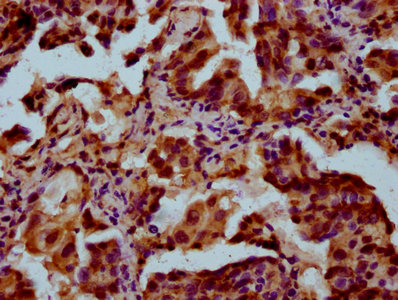 Pou5F1B Polyclonal Antibody - image 3