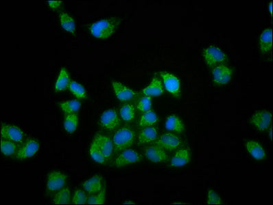 Rufy3 Polyclonal Antibody - image 3