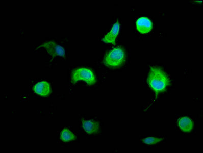 Aebp1 Polyclonal Antibody - image 3