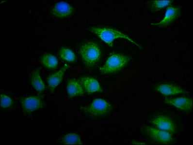 Sdhaf2 Polyclonal Antibody - image 3