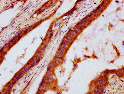 Dhcr7 Polyclonal Antibody - image 3
