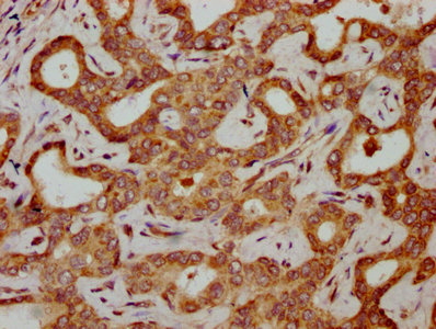 Hbg2 Polyclonal Antibody - image 3