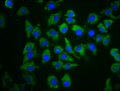 Pde6C Polyclonal Antibody - image 3
