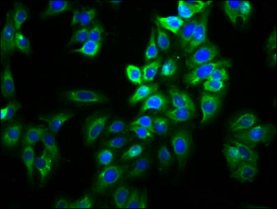 Slc26A9 Polyclonal Antibody - image 3