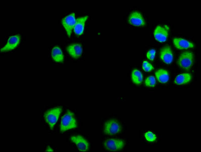 Marveld3 Polyclonal Antibody - image 2