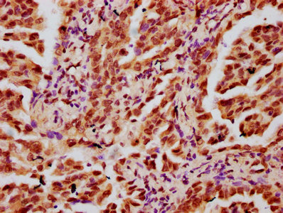 Hist1H3A (Ab-4) Polyclonal Antibody - image 3