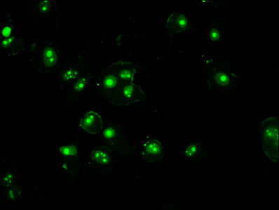 Hist1H3A (Ab-4) Polyclonal Antibody - image 4