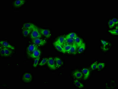 Cpne3 Polyclonal Antibody - image 4