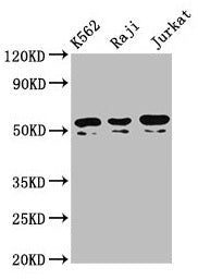 Tox2 Polyclonal Antibody - image 2
