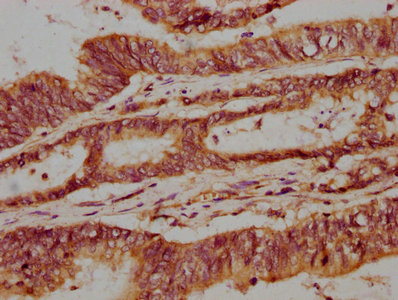 Nprl3 Polyclonal Antibody - image 3
