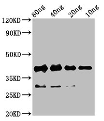 Rbm24 Polyclonal Antibody - image 2