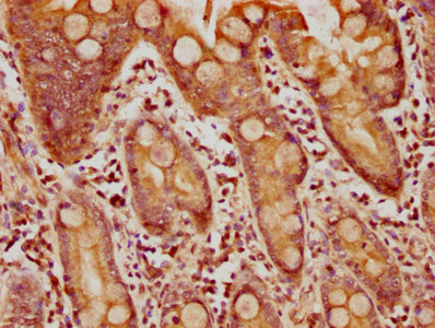 Tmed6 Polyclonal Antibody - image 2