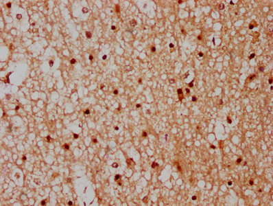 Cpne7 Polyclonal Antibody - image 3