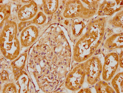 Cfhr1 Polyclonal Antibody - image 3