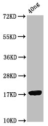 Orf7 Polyclonal Antibody - image 2