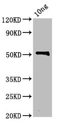 Zot Polyclonal Antibody - image 2