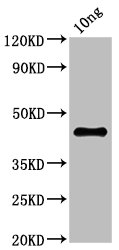 Ns1 Polyclonal Antibody - image 2