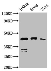 Vp1 Polyclonal Antibody - image 2