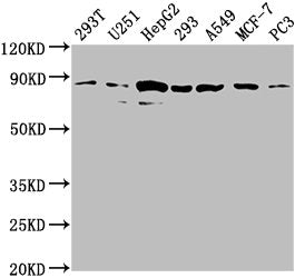 Amotl2 Polyclonal Antibody - image 2