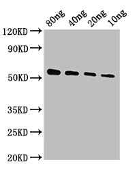 Vp40 Polyclonal Antibody - image 2