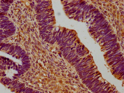 Susd5 Polyclonal Antibody - image 3