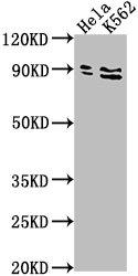 Supv3L1 Polyclonal Antibody - image 3
