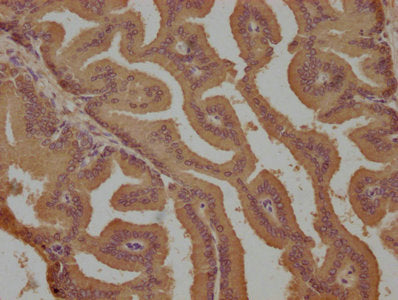 Lpar2 Polyclonal Antibody - image 3