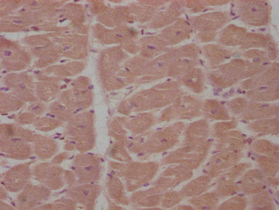 Apcdd1 Polyclonal Antibody - image 3