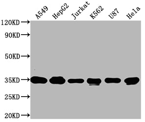 Immunoprecipitating SUMF2 in Hela whole cell lysate; ,Lane 1: Rabbit control IgG instead in Hela whole cell lysate.,For western blotting, a HRP-conjugated Protein G antibody was used as the secondary antibody (1/50000); ,Lane 2: CAC11711 (5?g) + Hela whole cell lysate (500?g); ,Lane 3: Hela whole cell lysate (10?g);