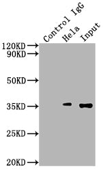 Sumf2 Polyclonal Antibody - image 3