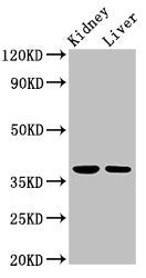 Taf8 Polyclonal Antibody - image 2