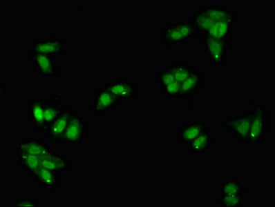Serpina5 Polyclonal Antibody - image 4