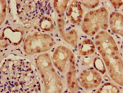 Immunohistochemistry of paraffin-embedded human smooth muscle tissue using CAC11731 at dilution of 1:100