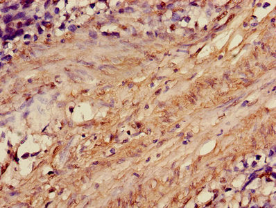 Actrt1 Polyclonal Antibody - image 5