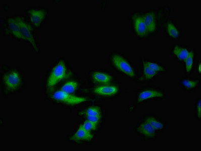 Adora1 Polyclonal Antibody - image 2