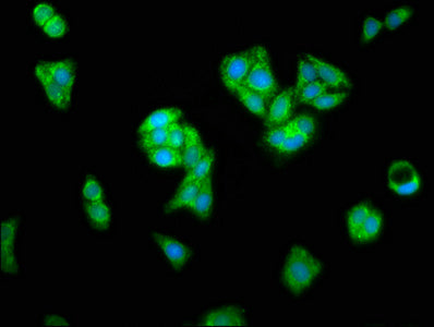 Aifm1 Polyclonal Antibody - image 5