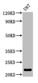 Ak1 Polyclonal Antibody - image 3