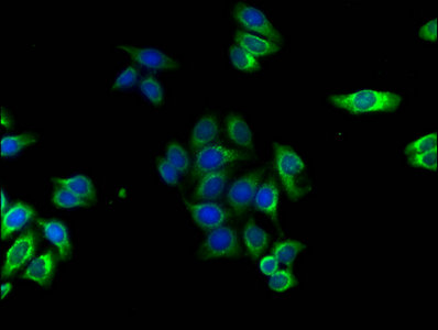 Akap7 Polyclonal Antibody - image 4