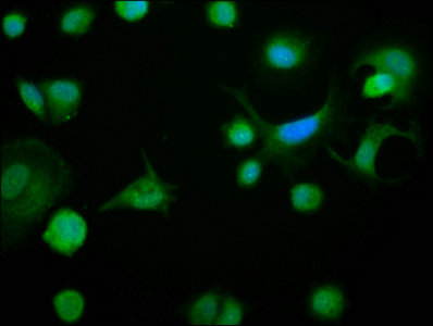 Bcl2L1 Polyclonal Antibody - image 5