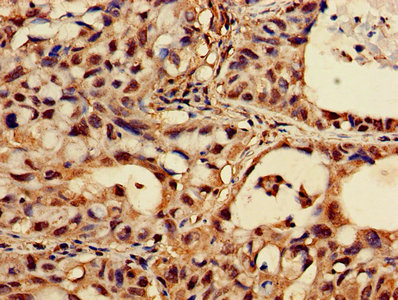 Cask Polyclonal Antibody - image 3