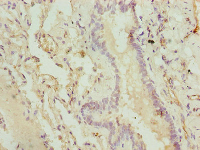 Immunohistochemistry of paraffin-embedded human pancreatic tissue using CAC11807 at dilution of 1:100