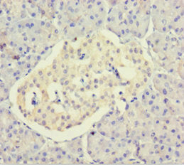 Dctn3 Polyclonal Antibody - image 3