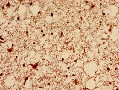 Dnm1L Polyclonal Antibody - image 4