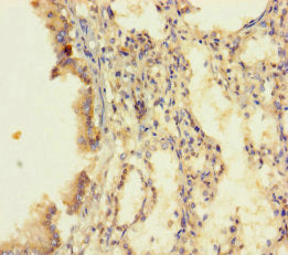 Dus4L Polyclonal Antibody - image 3