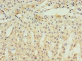 Eif4Ebp3 Polyclonal Antibody - image 3