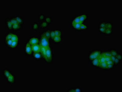 Eif5 Polyclonal Antibody - image 3